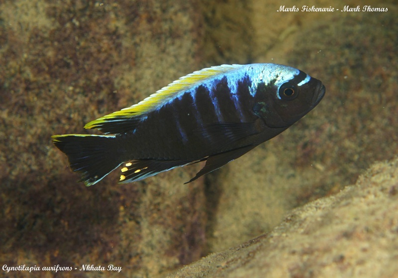 Cynotilapia aurifrons 'Nkhata Bay'